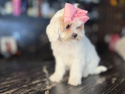 Darling TiNy Cavapoo Girls Ready To Love You