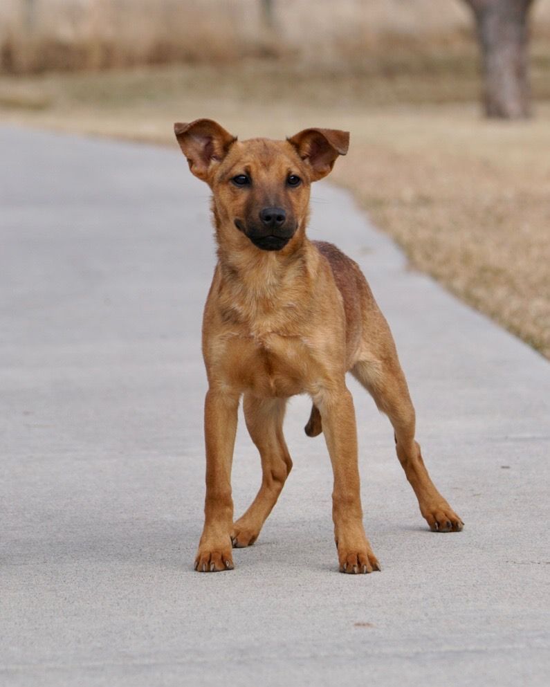 Sable 9 old rescue started on obedience