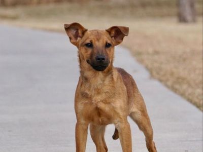 Sable 9 old rescue started on obedience