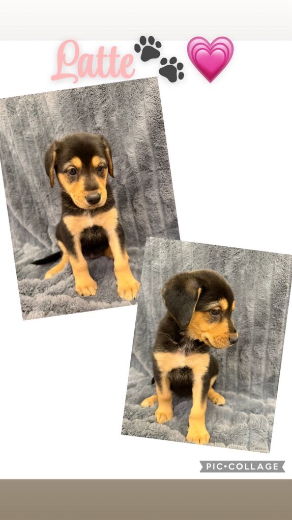 German Shepherd Mix Puppies