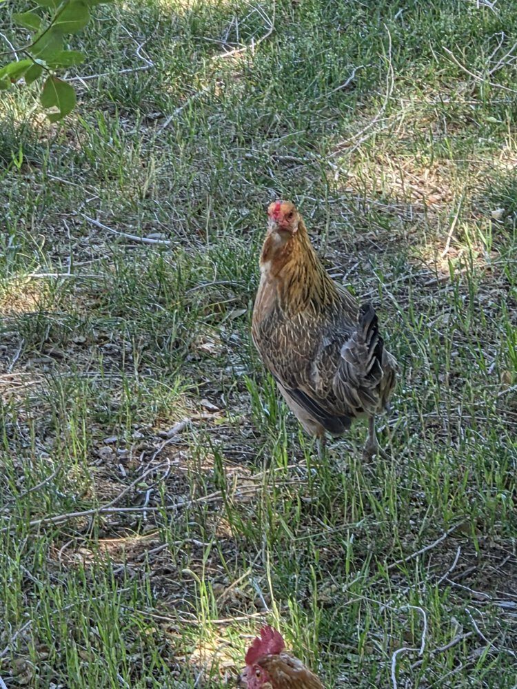 1 bantam and 1 black star