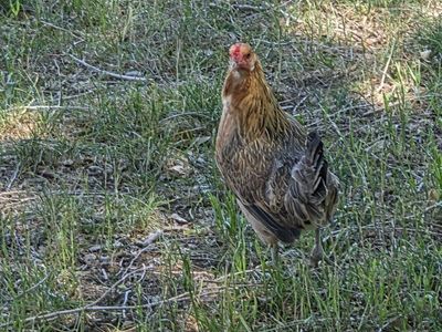 1 bantam and 1 black star