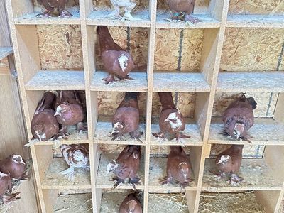 Birds