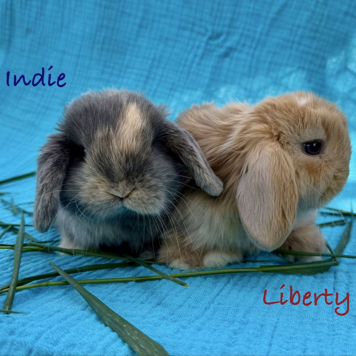 Holland Lop Babies