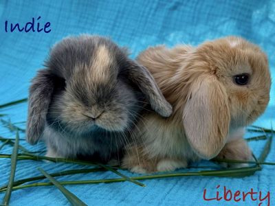 Holland Lop Babies