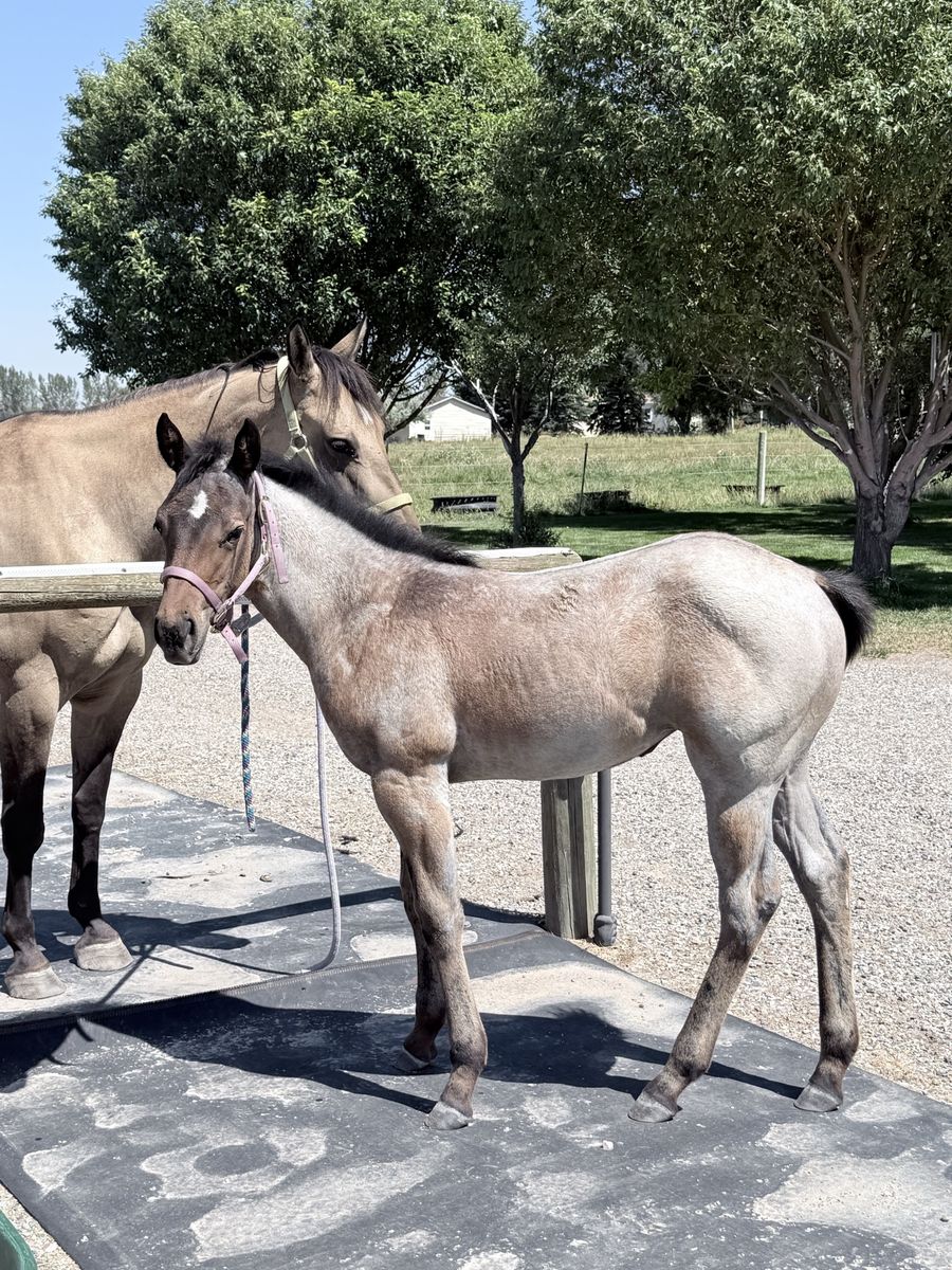 Roan filly