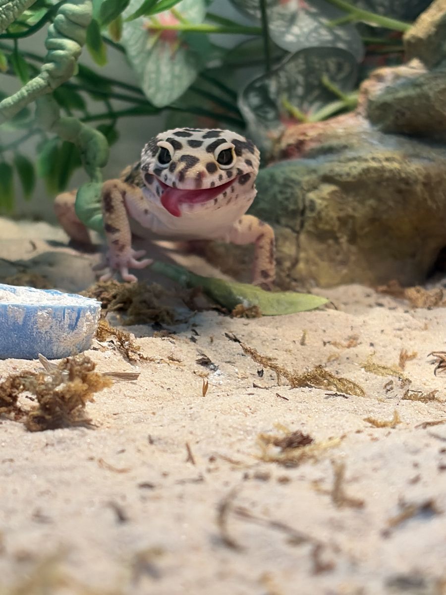 Leopard Gecko And Supplies