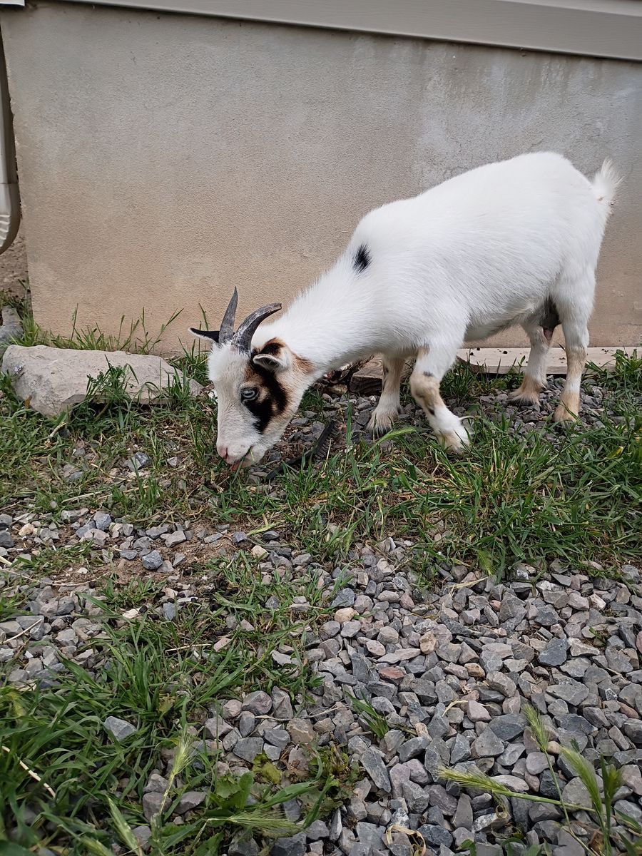 Nigerian Dwarf Goats