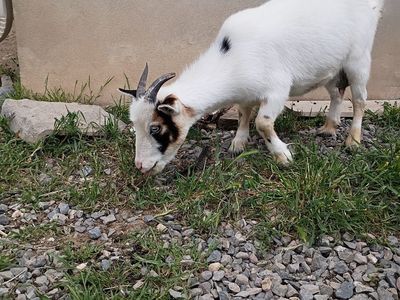 Nigerian Dwarf Goats