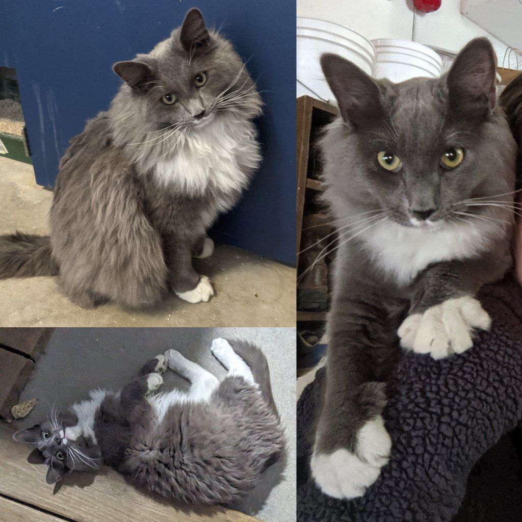 Lost Cat