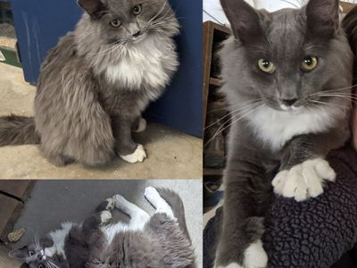 Lost Cat