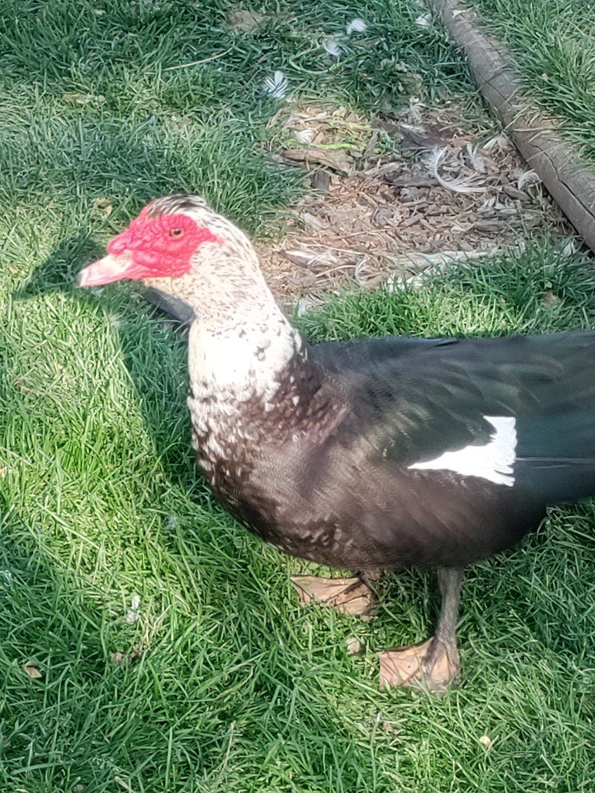 Muscovy and crosses