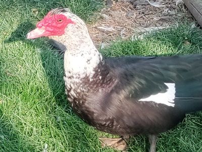 Muscovy and crosses