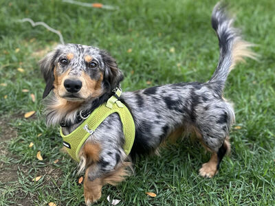 Mini Dachshund For STUD
