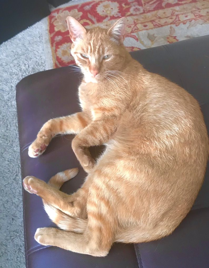 Free Affectionate Cat