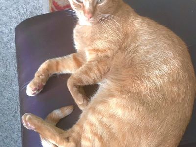Free Affectionate Cat