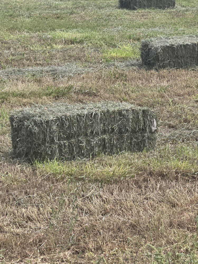 Square Hay Bales - Freshly Harvested Farm Feed