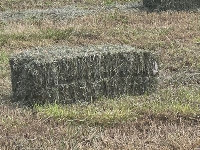 Square Hay Bales - Freshly Harvested Farm Feed