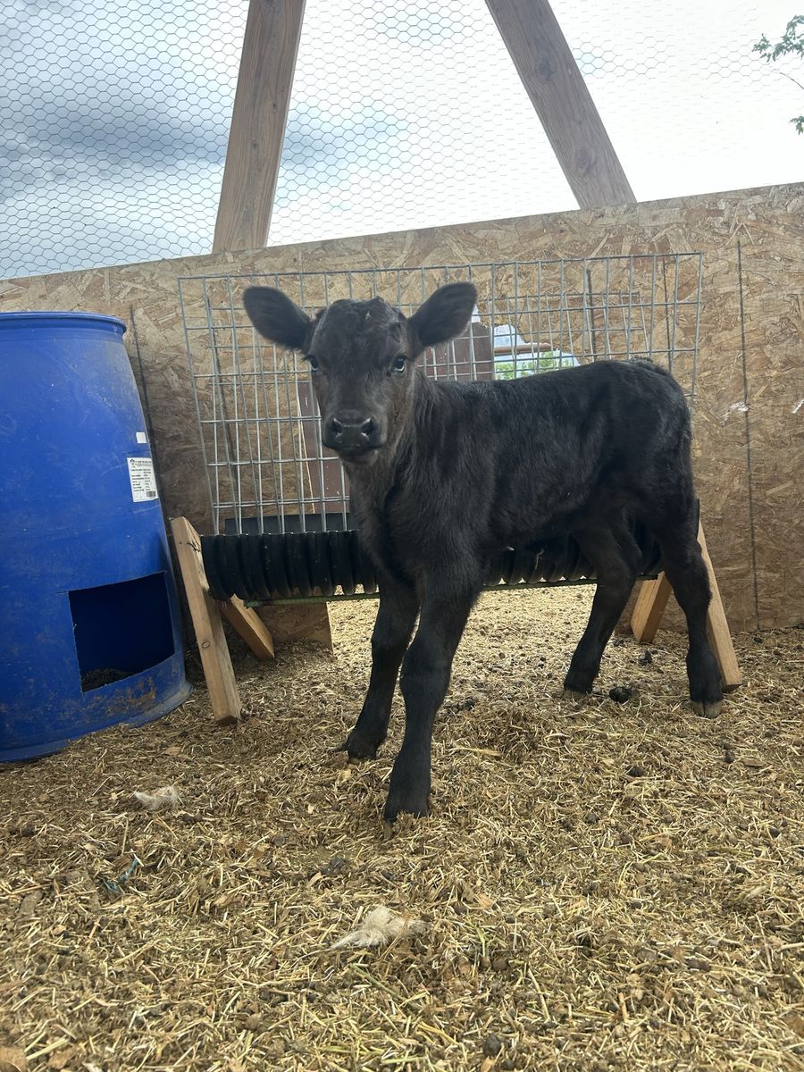 Angus Calf