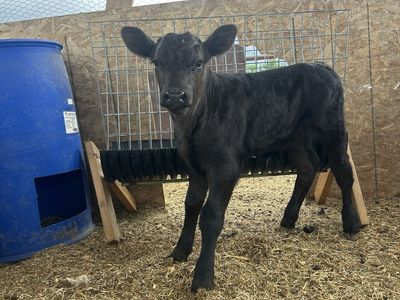 Angus Calf