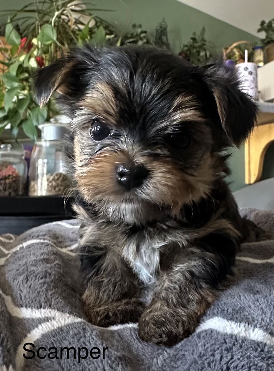 Yorkie puppies
