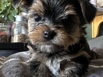 Yorkie puppies