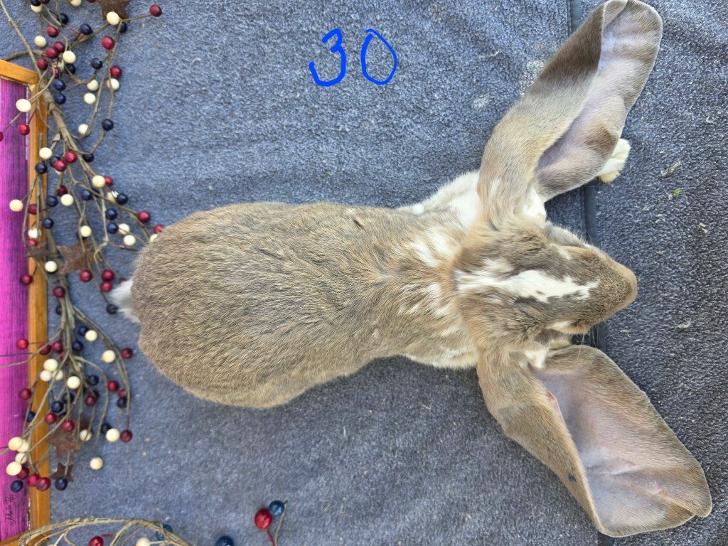Main image 2