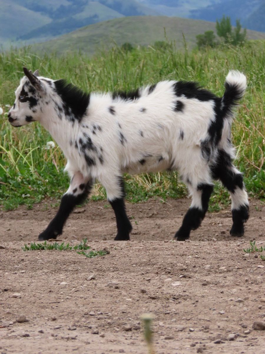 Purebred Nigerian Dwarf Buck