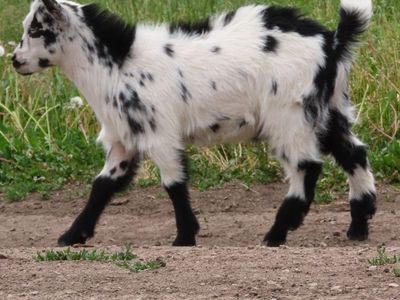 Purebred Nigerian Dwarf Buck