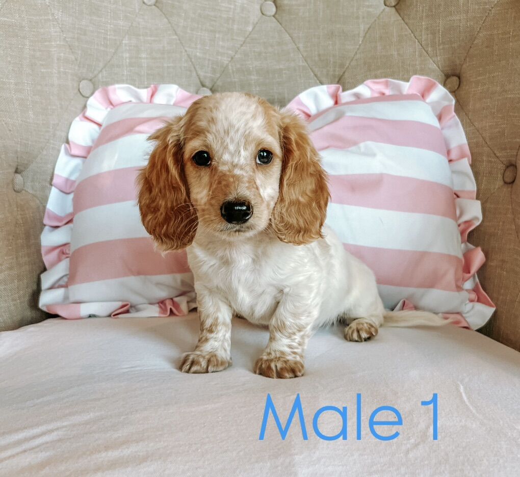 Miniature Dachshund Puppies