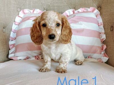 Miniature Dachshund Puppies