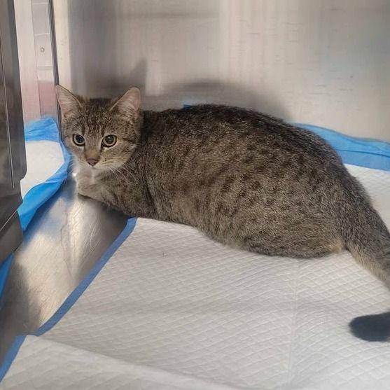 Hello my name is Malachite