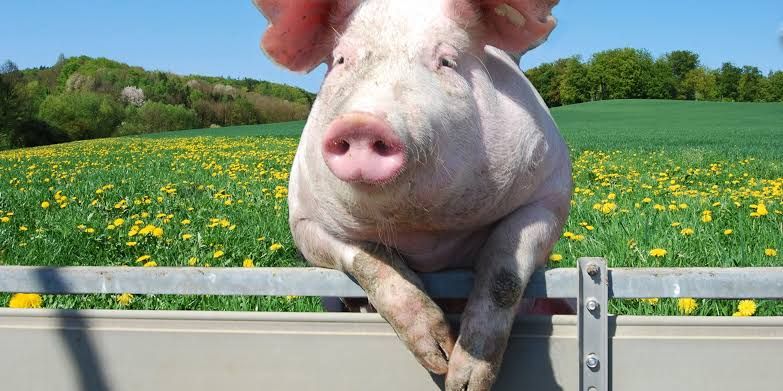 Hog Feed