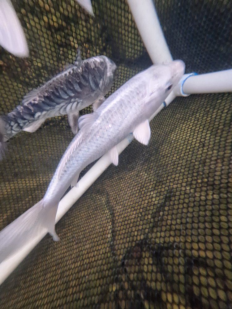 4 Koi Fish