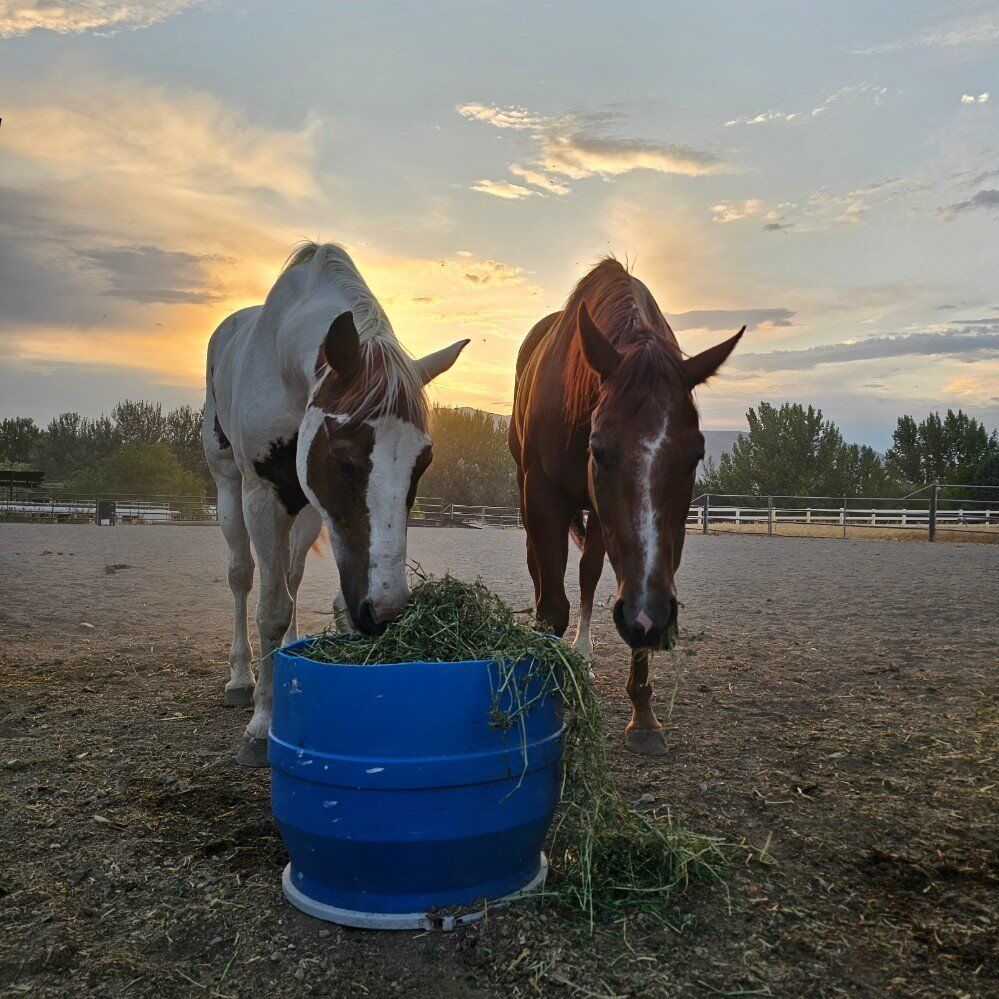 2 sweet older horses OBO