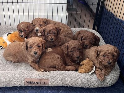 Micro / Mini Goldendoodle