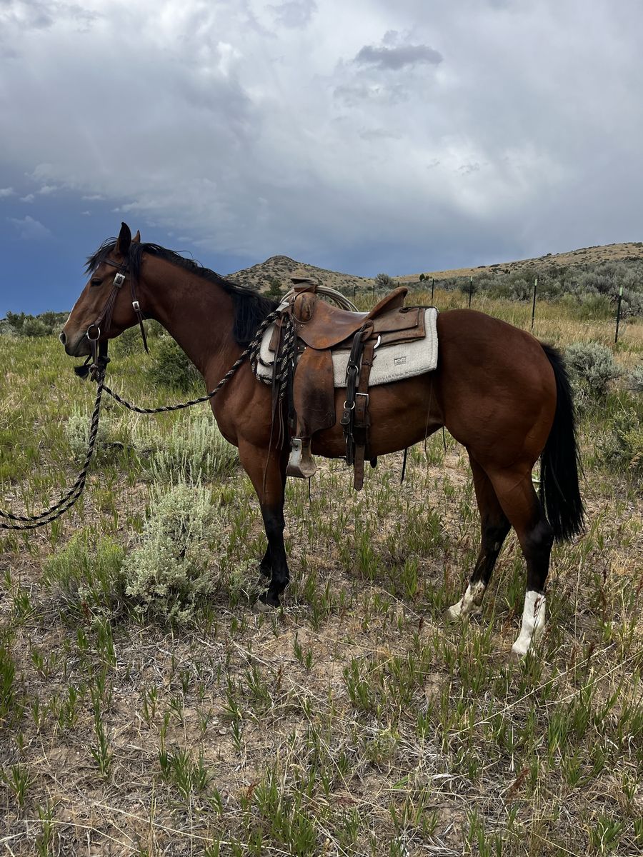 3 Year Old AQHA Bay Mare