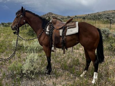 3 Year Old AQHA Bay Mare
