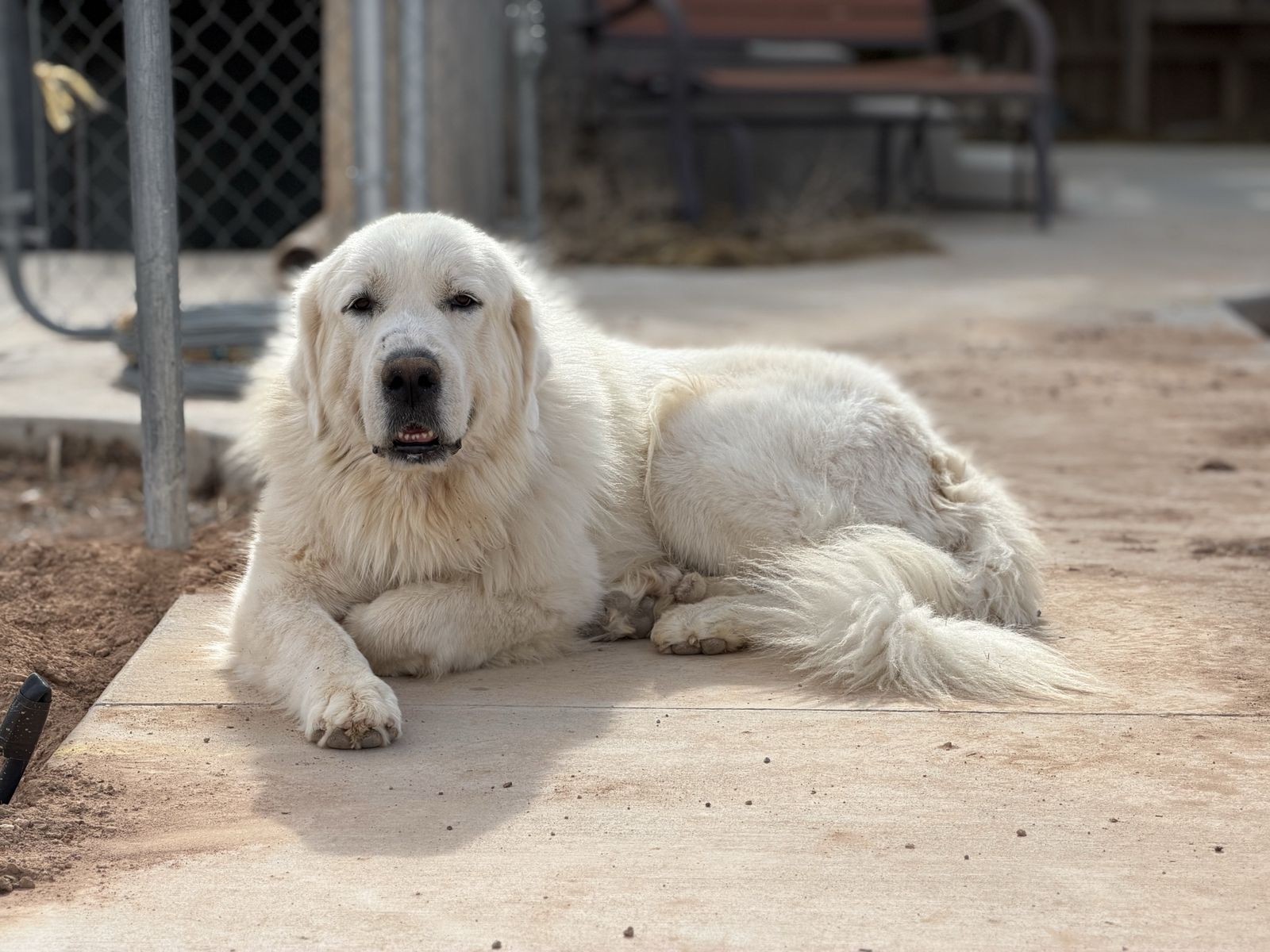 AKC Great Pyrenees Female