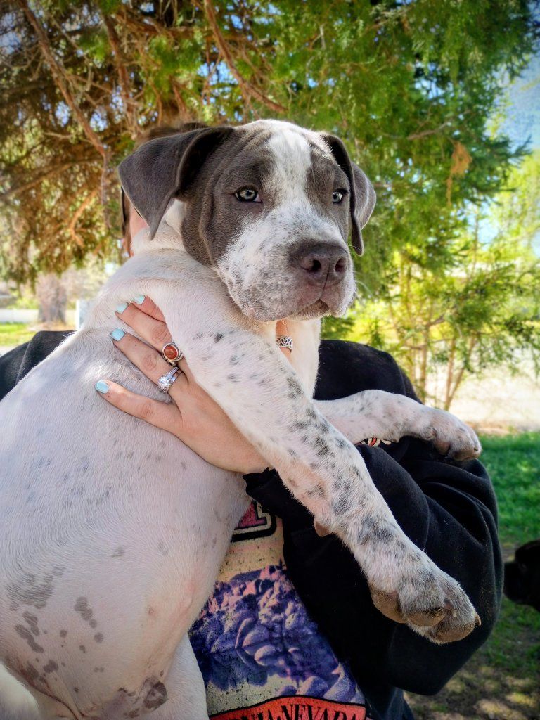 Catahula Bulldog Pits