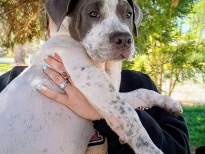Catahula Bulldog Pits