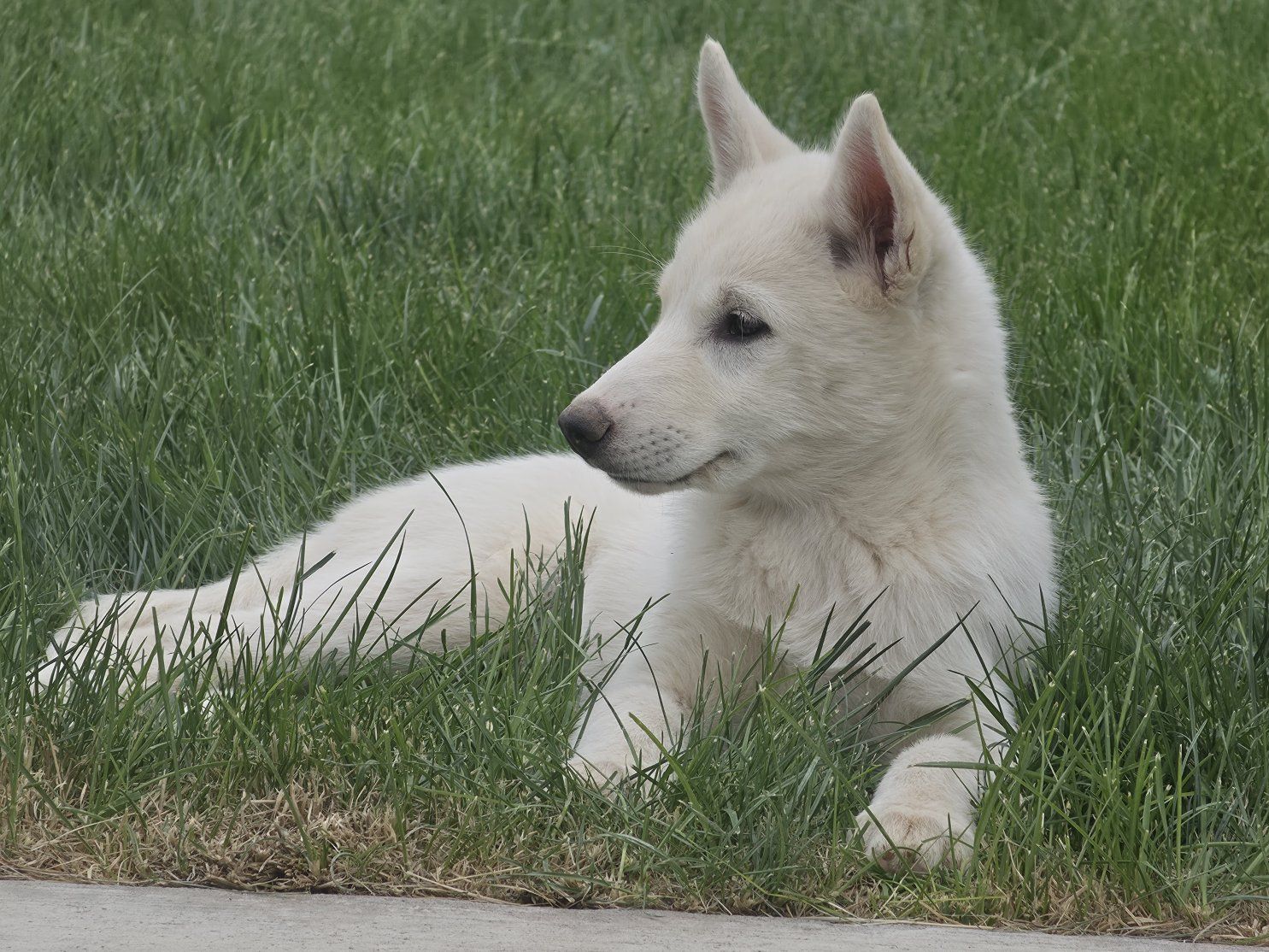Siberian Huksy Wolf-Hybrid Puppy
