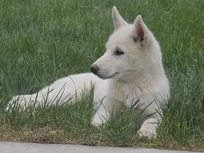 Siberian Huksy Wolf-Hybrid Puppy
