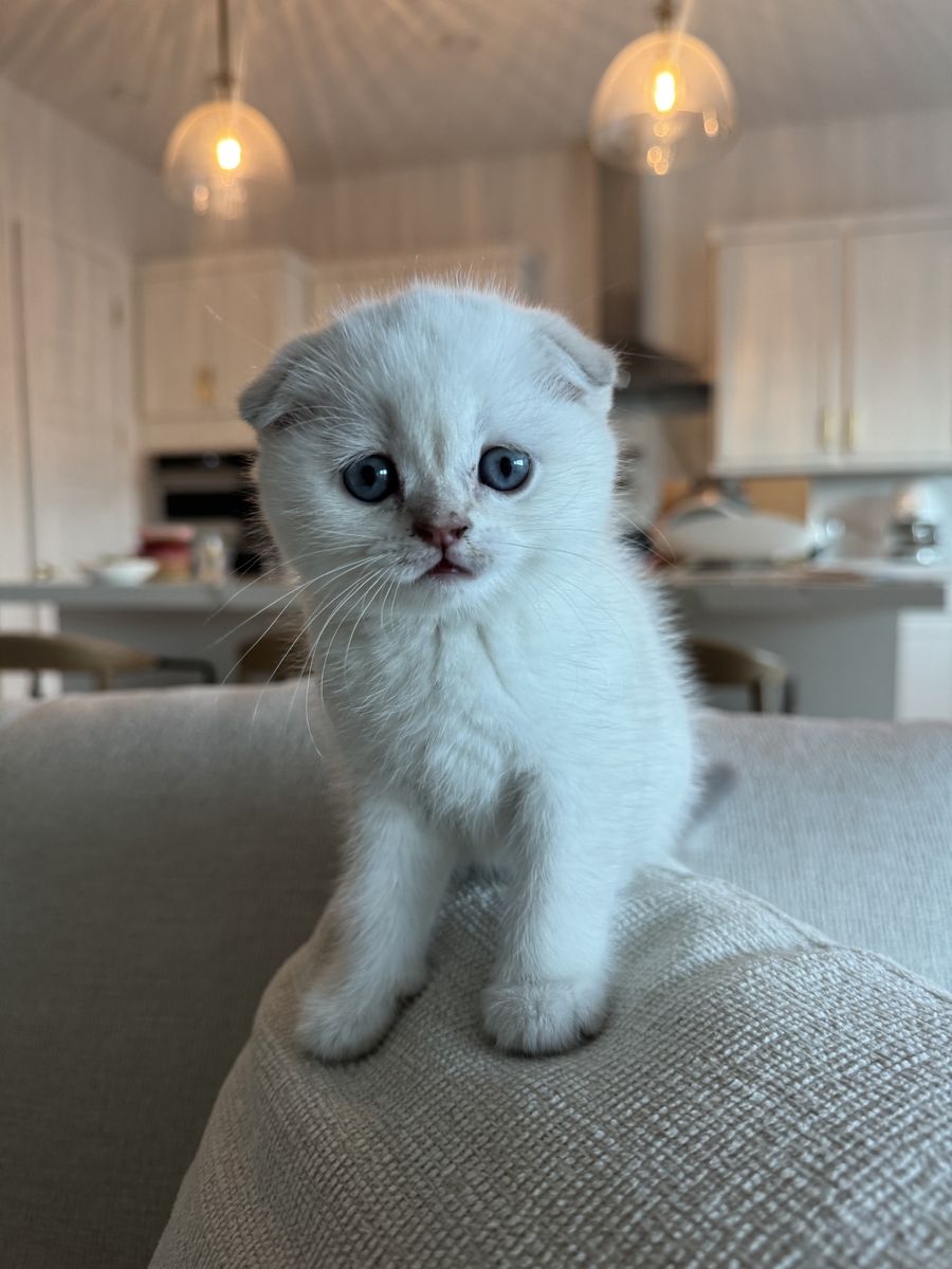 Scottish fold female kitten