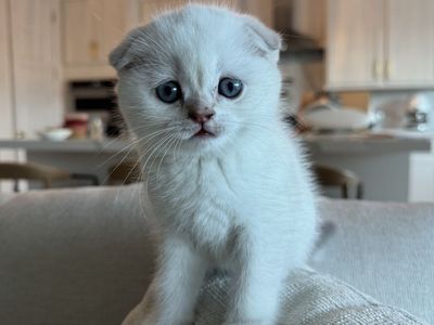 Scottish fold female kitten