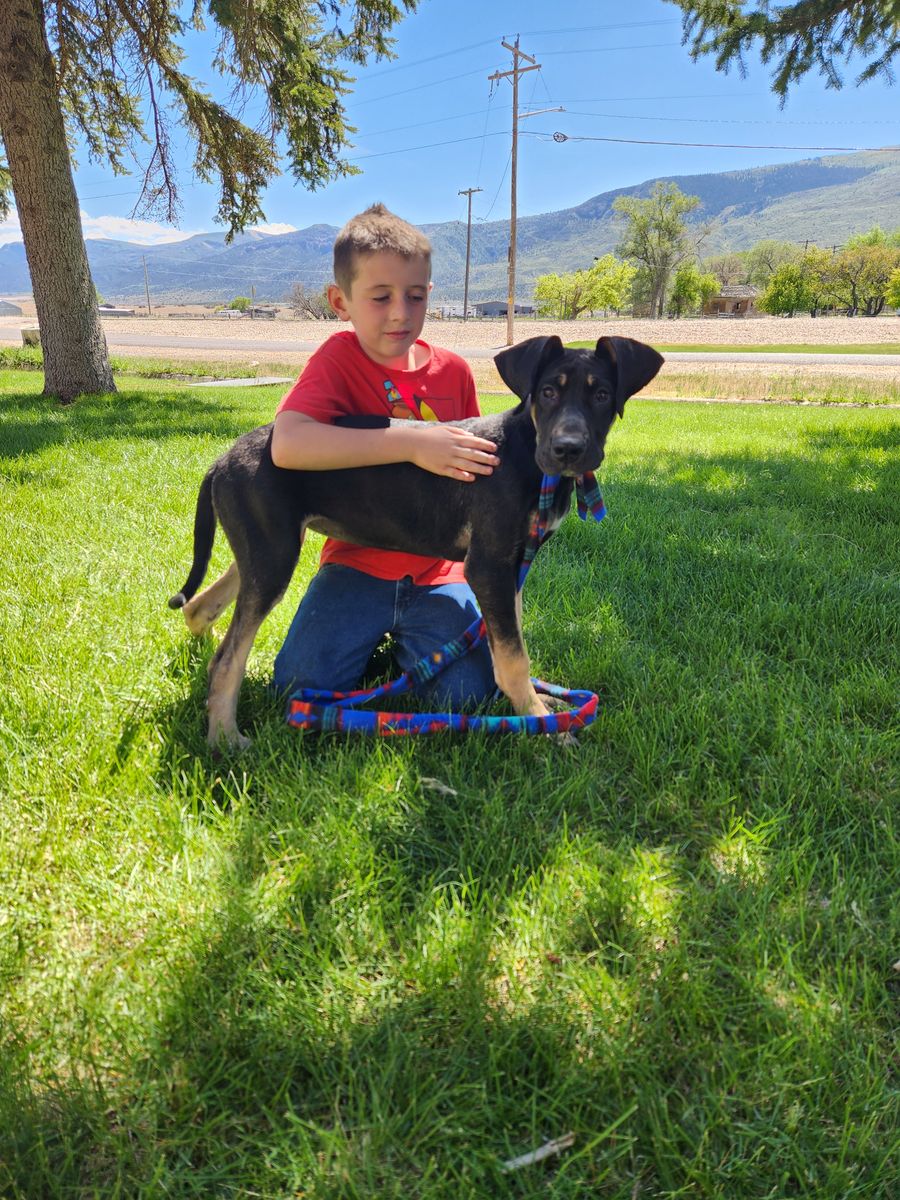 Black Tan Point Female Puppy