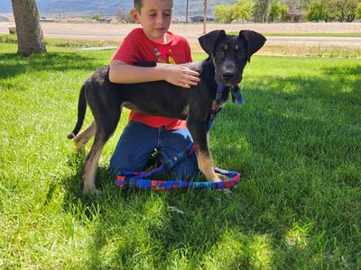 Black Tan Point Female Puppy