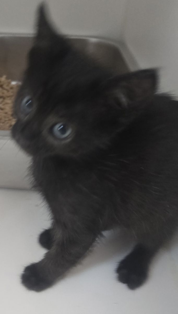 A164262 Miss Thor is Available for Adoption!