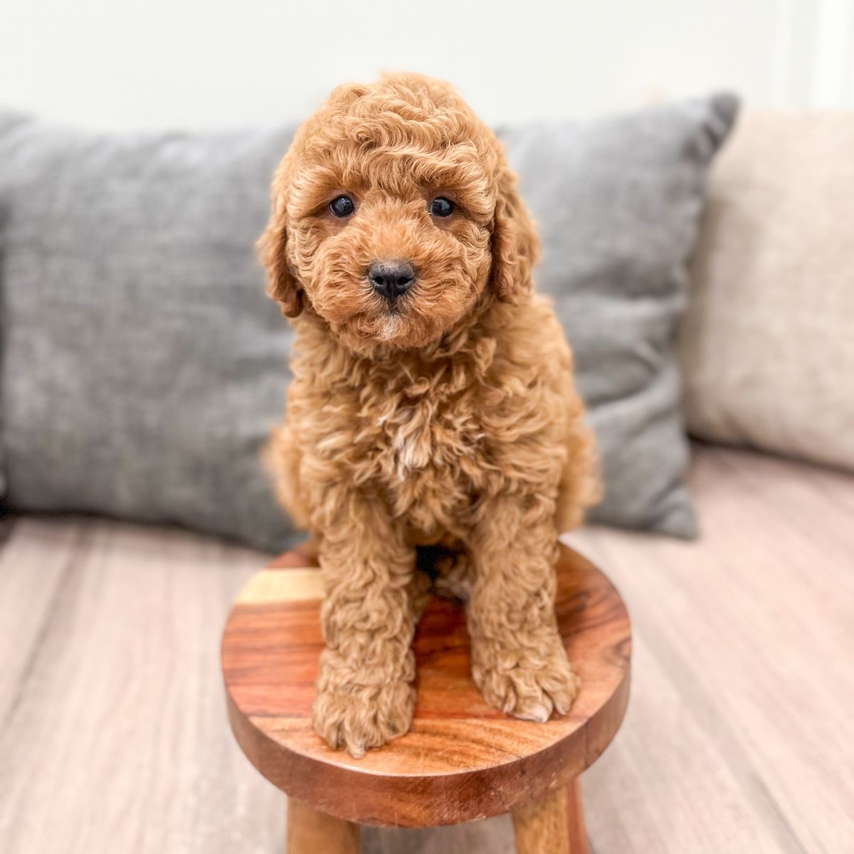 Girl Lyra (Micro-Mini Goldendoodle) $2300