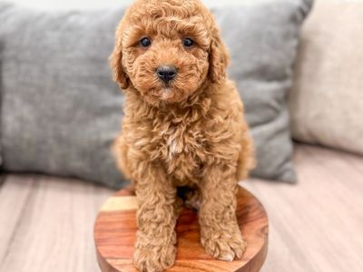 Girl Lyra (Micro-Mini Goldendoodle) $2300